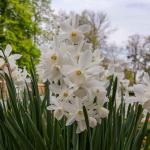 Bulbes à fleurs à planter à l'automne - Narcisse Thalia (x6) - face recto